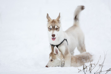 Playful husky puppies