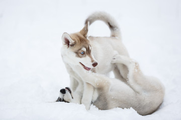 Playful husky puppies