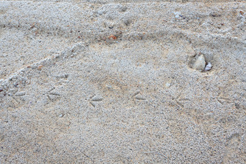 Frozen dirt road close-up and bird tracks