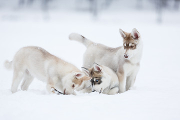 Playful husky puppies