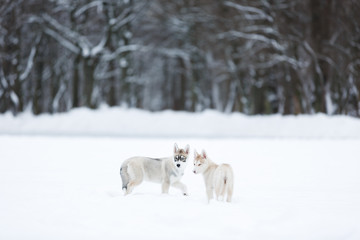 Portrait of a two husky puppies