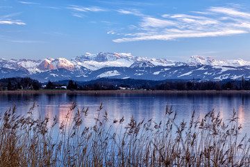 Greifensee, Schweizer See, mit Schilfgürtel im Vordergrund und schneebedeckte Glarner Alpen im...