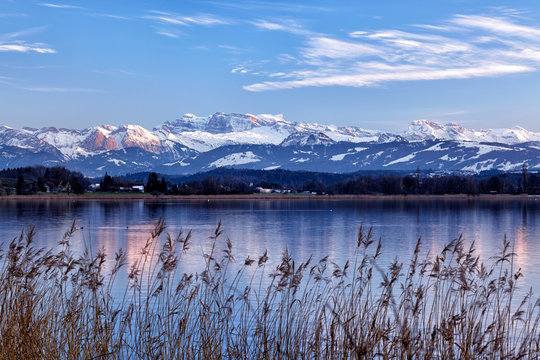 Greifensee, Schweizer See, mit Schilfg&uuml;rtel im Vordergrund und schneebedeckte Glarner Alpen im Hintergrund