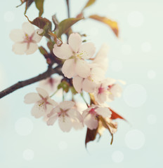 Early spring cherry blossom with clusters of flower buds, with beautiful blue green background.