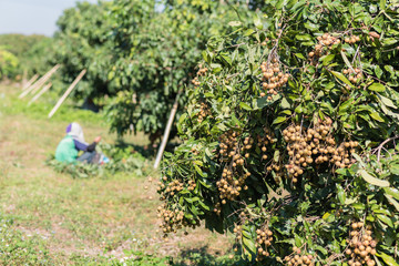 Longan Agriculture area in north of Thailand