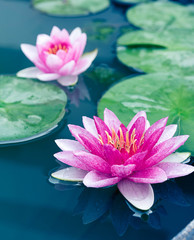 belle fleur de nénuphar ou de lotus dans l& 39 étang
