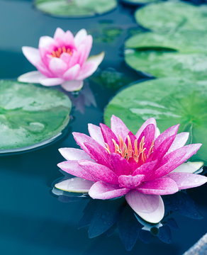 Fototapeta beautiful waterlily or lotus flower in pond