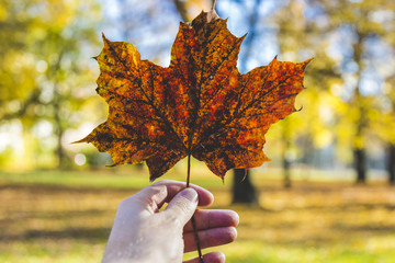 Herbstblatt in der Hand