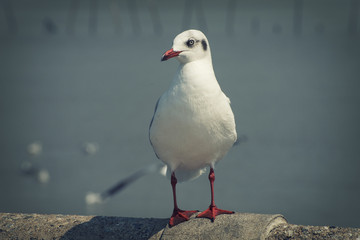 Seagull bird in Thailand Vintage set