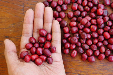 Fresh coffee bean in hand on red berries coffee backgourng