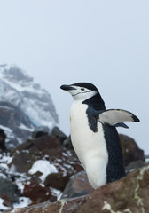 Macaroni penguin standing on the rock, open wings, with colony and rocky mountain in background, South Sandwich Islands, Antarctica