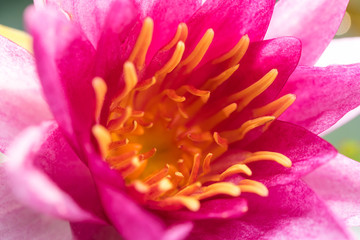 Obraz na płótnie Canvas Close up beautiful Pink Lotus, water lily