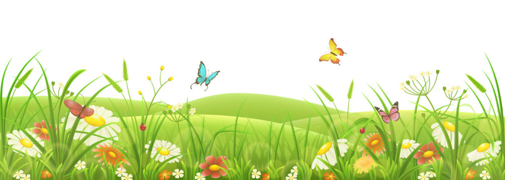 Spring summer meadow, green grass, flowers and butterflies