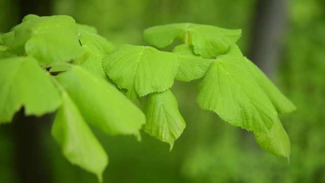 Green, fresh leaves - Lime tree - linden - Tilia natural background forest late spring. Camera locked down. 1080 Full HD video footage.