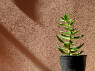 Succulent, sunlight and shadow