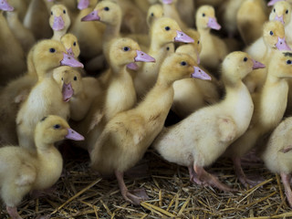 Ducklings in a farm. Close up of duckling.