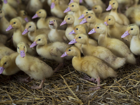 Group portrait of ducklings in a farm