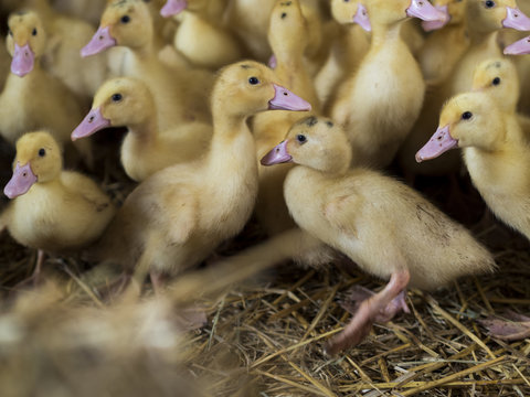 Ducklings in a farm
