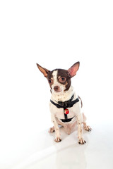 chihuahua dog on white background