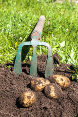 Digging potatoes with fork on the field from soil