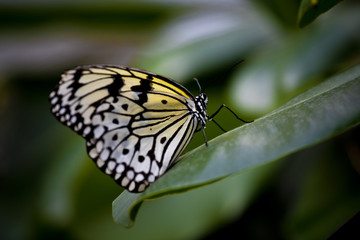 Fototapeta na wymiar Schmetterling weiße Baumnymphe, Idea leuconoe