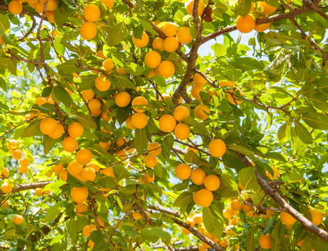 Apricot tree with ripe fruits
