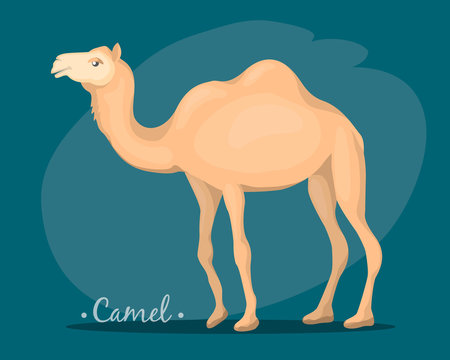 the image of a camel 