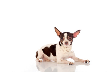 chihuahua dog on white background