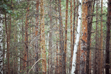 Naked tree trunks in coniferous forest