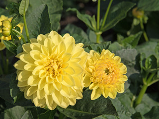 Dahlien
