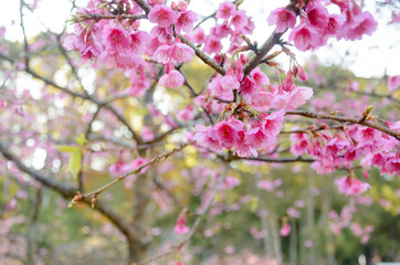 Fototapeta na wymiar Wild Himalayan Cherry or Japanese flowering cherry