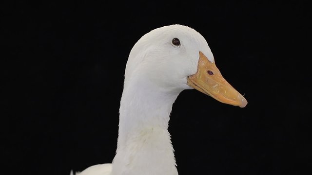 portrait duck on a black background