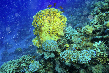 Naklejka na ściany i meble coral fish underwater background