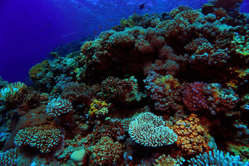 Naklejka na ściany i meble coral reef underwater photo
