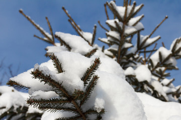 Background spruce Branch With Snow Flakes. Christmas Holidays