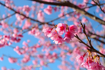 pink sakura or cherry blossom tree with blue sky