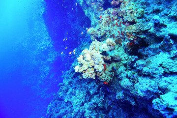 Naklejka na ściany i meble Underwater tropical sea view