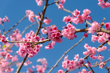 pink sakura or cherry blossom tree with blue sky
