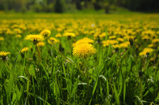 Dandelion yellow flower growing on the green meadow in spring time, natoral seasonal floral background with copy space