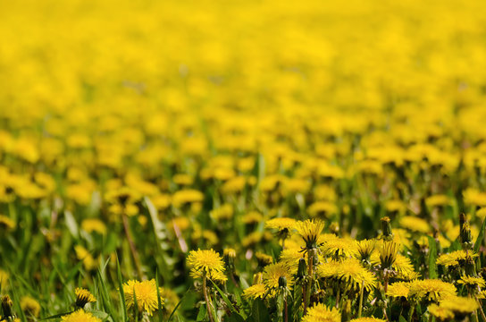 Dandelion yellow flower growing on the green meadow in spring time, natoral seasonal floral background with copy space