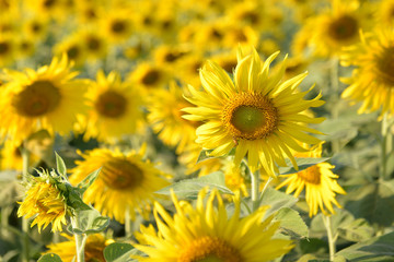Obraz premium Sunflower fields in addition to agricultural produce is beautifu