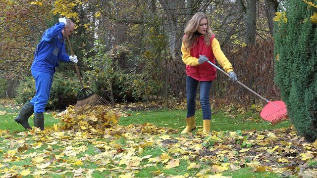 Family man and woman raking leaves together in household garden yard at autumn. Static shot. 4K
