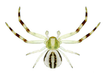 Spider Misumena vatia (male)