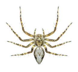 Spider Oxyopes ramosus