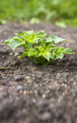 Young potato plant