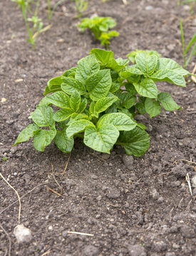 potato plant growing