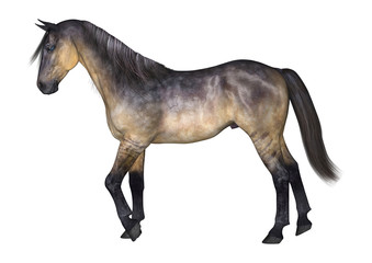 Obraz na płótnie Canvas Grulla Horse on White