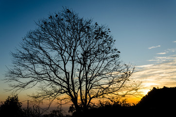 morning sunrise with tree and mountains silhouette