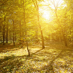 Fototapeta na wymiar Rays of sun in autumn park