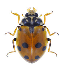 Beetle Hippodamia variegata